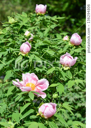 牡丹“一朵花” 牡丹“一朵花” 136294806