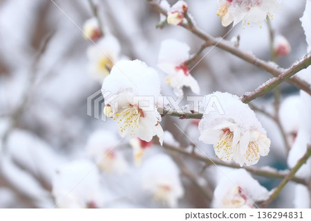 梅花被雪覆蓋 136294831