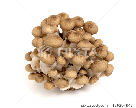 Beech Shimeji Beech Shimeji 136294945