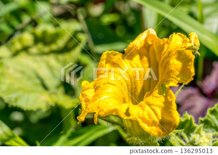 Midsummer Flower - Pumpkin Midsummer Flower - Pumpkin 136295013