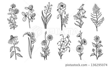 Wildflower herb doodle flowers set. Hand drawn clover, lily and poppy, bellflower and forget me not, coneflower and freesia, chamomile and pansy, cosmos, and daisy. Vector isolated sketch set 136295074