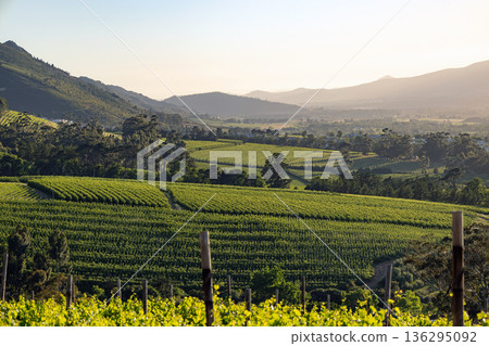 View of green vineyard rows in a valley with mountains in the background under morning light. Agricultural landscape for travel brochure, wine industry. View of green vineyard rows in a valley with mountains in the background under morning light. Agricultural landscape for travel brochure, wine industry. 136295092