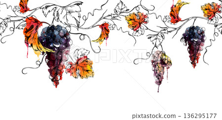 Botanical seamless strip of grape bunches, leaves hanging on vine branches with curling tendrils. Isolated illustration hand drawn in watercolor and ink for product trims, recipe layouts, winemaking Botanical seamless strip of grape bunches, leaves hanging on vine branches with curling tendrils. Isolated illustration hand drawn in watercolor and ink for product trims, recipe layouts, winemaking 136295177
