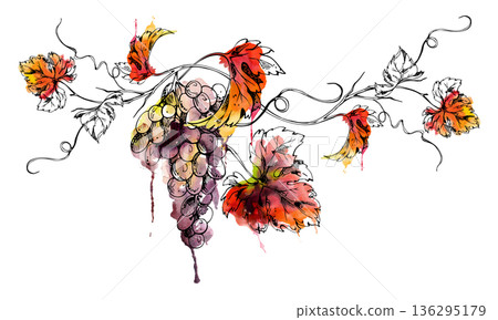 Elegant long grapes hanging on leafy vine with tendrils. Isolated illustration hand drawn in watercolor and ink for menus, decor prints, branding assets, winery website visuals, boutique packaging. Elegant long grapes hanging on leafy vine with tendrils. Isolated illustration hand drawn in watercolor and ink for menus, decor prints, branding assets, winery website visuals, boutique packaging. 136295179