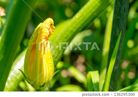 When the flowers bloom ~ Pumpkin ~ When the flowers bloom ~ Pumpkin ~ 136295300
