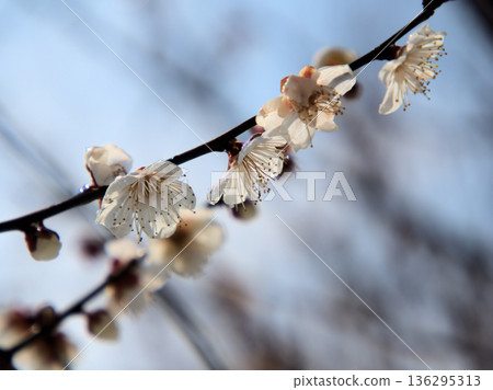 美麗的白色梅花在寒冷的二月“冬至”盛開 美麗的白色梅花在寒冷的二月“冬至”盛開 136295313