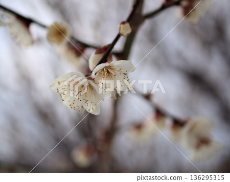 美麗的白色梅花在寒冷的二月“冬至”盛開 美麗的白色梅花在寒冷的二月“冬至”盛開 136295315