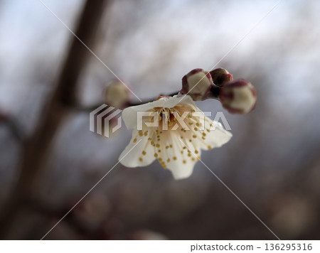 Beautiful white plum blossoms blooming in the cold February "Winter Solstice" Beautiful white plum blossoms blooming in the cold February "Winter Solstice" 136295316