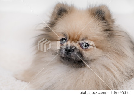 cute Pomeranian dog on a light background cute Pomeranian dog on a light background 136295331