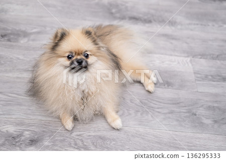 A cute Pomeranian dog is lying on the floor at home A cute Pomeranian dog is lying on the floor at home 136295333