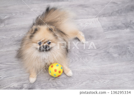 A cute Pomeranian dog is lying on the floor with a ball at home A cute Pomeranian dog is lying on the floor with a ball at home 136295334