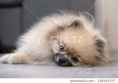A cute Pomeranian dog is lying on the floor at home A cute Pomeranian dog is lying on the floor at home 136295337