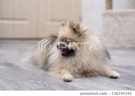 A cute Pomeranian dog is lying on the floor at home A cute Pomeranian dog is lying on the floor at home 136295345