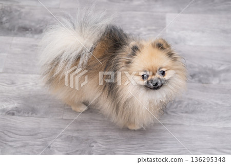 A cute Pomeranian dog stands on the floor at home A cute Pomeranian dog stands on the floor at home 136295348
