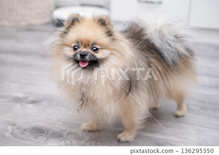 A cute Pomeranian dog stands on the floor at home A cute Pomeranian dog stands on the floor at home 136295350
