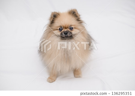 cute Pomeranian dog on a light background cute Pomeranian dog on a light background 136295351