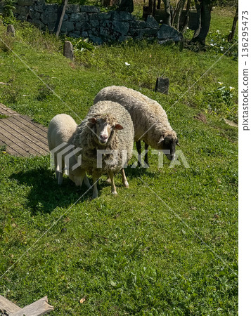 Three sheep standing on green grass near stone wall in rural countryside under daylight. Farm animals in pastoral landscape 136295473