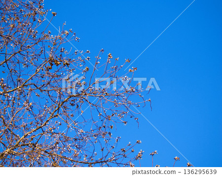 Autumn Nanchinhase Autumn Nanchinhase 136295639