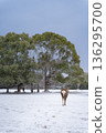 奈良公園的雪景和鹿群－絕美的冬季景色 136295700