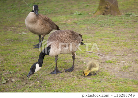 加拿大鵝和它們的小鵝在草地上吃東西 加拿大鵝和它們的小鵝在草地上吃東西 136295749