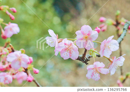 東山公園的河津櫻花：粉紅色的花瓣預示著春天的到來 136295766