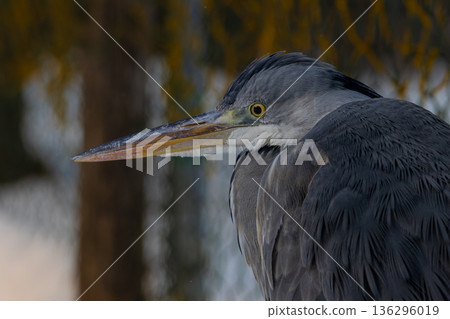 Portrait of grey heron Portrait of grey heron 136296019
