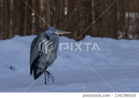 Portrait of grey heron Portrait of grey heron 136296020
