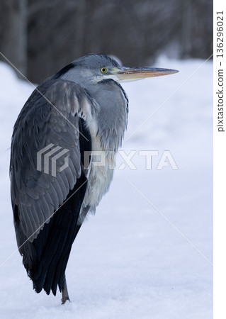 Portrait of grey heron 136296021