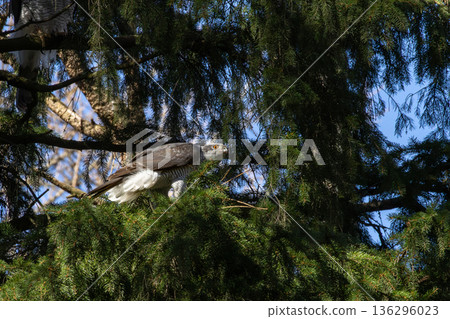 Goshawk (Accipiter gentilis) on a branch with a prey Goshawk (Accipiter gentilis) on a branch with a prey 136296023