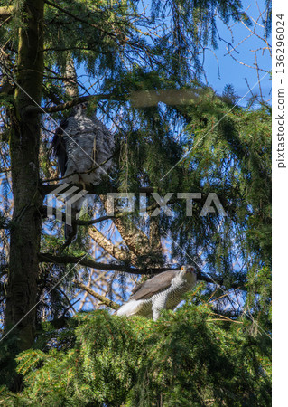 Goshawks, Accipiter gentilis, male and female Goshawks, Accipiter gentilis, male and female 136296024