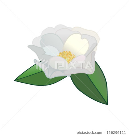 白色山茶花的插圖 白色山茶花的插圖 136296111