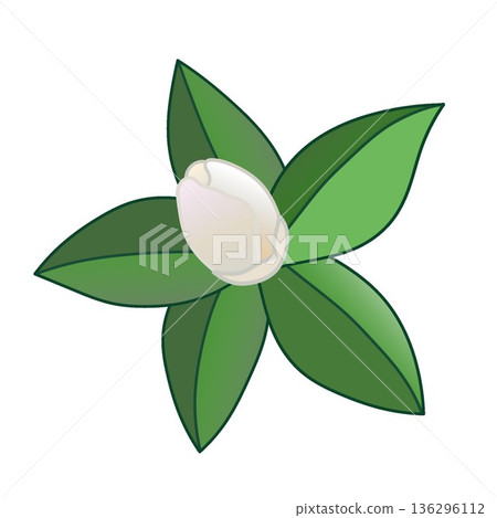 白色山茶花的插圖 136296112