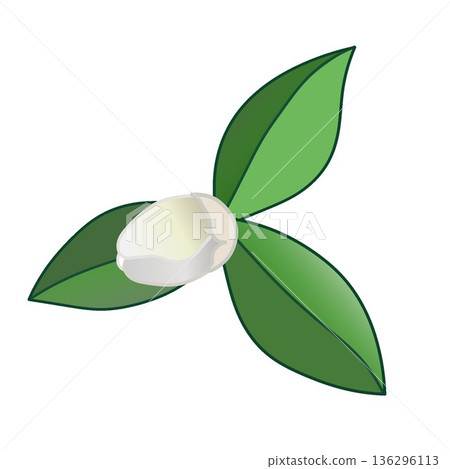 白色山茶花的插圖 白色山茶花的插圖 136296113