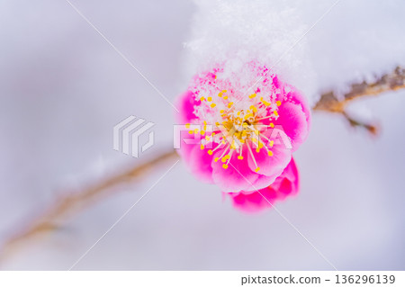 Snow piled up on the weeping plum blossoms 136296139