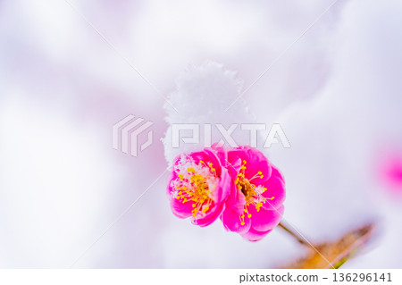 雪堆積在垂枝梅花上 136296141