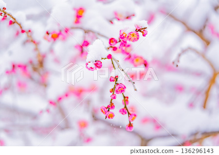 雪堆積在垂枝梅花上 雪堆積在垂枝梅花上 136296143