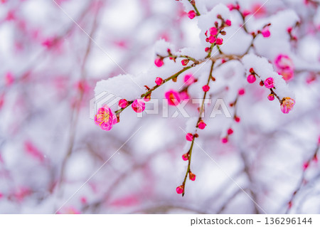 雪堆積在垂枝梅花上 雪堆積在垂枝梅花上 136296144
