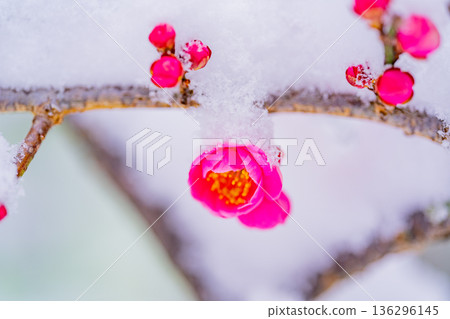 Snow piled up on the weeping plum blossoms Snow piled up on the weeping plum blossoms 136296145