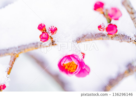 雪堆積在垂枝梅花上 雪堆積在垂枝梅花上 136296146