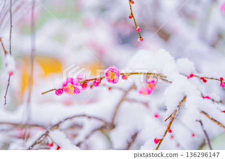 Snow piled up on the weeping plum blossoms Snow piled up on the weeping plum blossoms 136296147