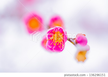 雪堆積在垂枝梅花上 136296151