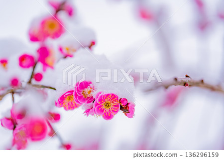 Snow piled up on the weeping plum blossoms Snow piled up on the weeping plum blossoms 136296159