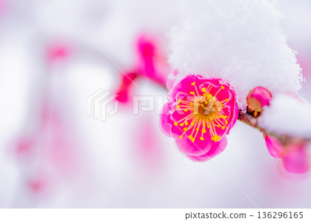 雪堆積在垂枝梅花上 雪堆積在垂枝梅花上 136296165