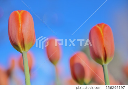 Tulips close-up against blue sky 136296197