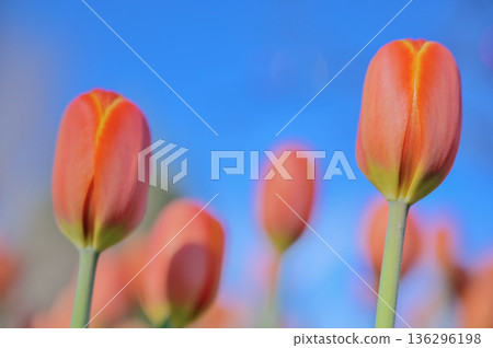 Tulips close-up against blue sky 136296198
