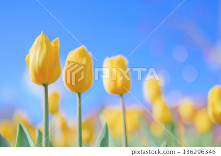 Spring blue sky and yellow tulips Spring blue sky and yellow tulips 136296346