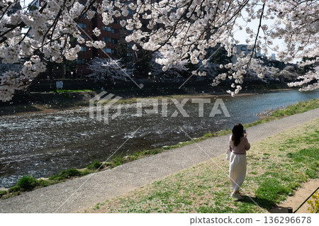 Cherry blossoms in full bloom taken along the Asano River in Kanazawa Cherry blossoms in full bloom taken along the Asano River in Kanazawa 136296678