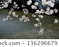 Cherry blossoms in full bloom taken along the Asano River in Kanazawa 136296679