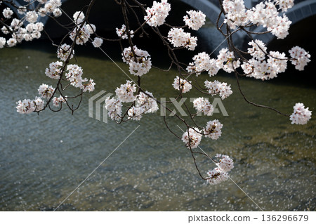 Cherry blossoms in full bloom taken along the Asano River in Kanazawa 136296679