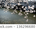Cherry blossoms in full bloom taken along the Asano River in Kanazawa 136296680